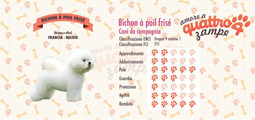 bichon scheda razza