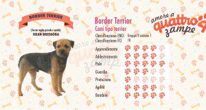 border terrier scheda razza