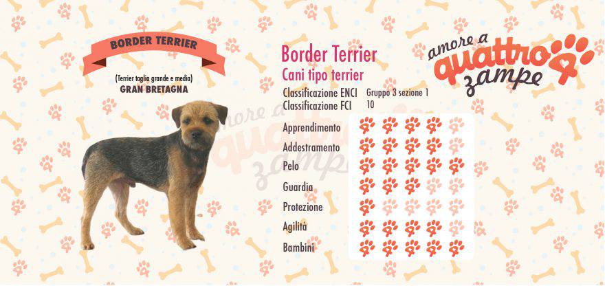 border terrier scheda razza