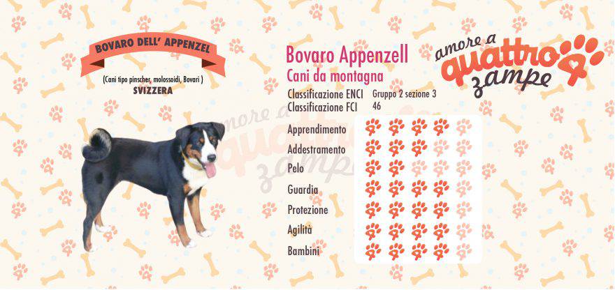 bovaro appenzell scheda razza