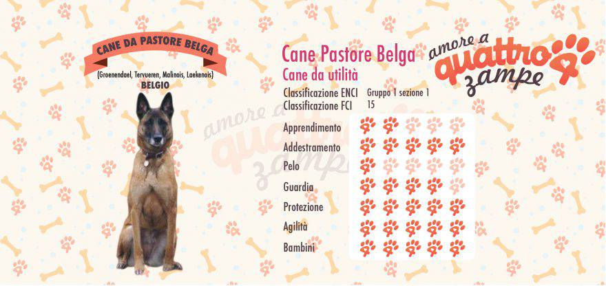 Cane da pastore belga scheda razza