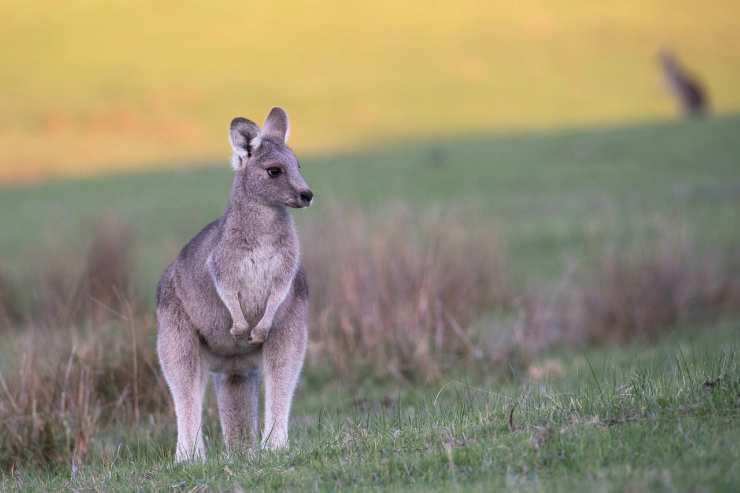 Cucciolo di canguro (Foto Pixabay)