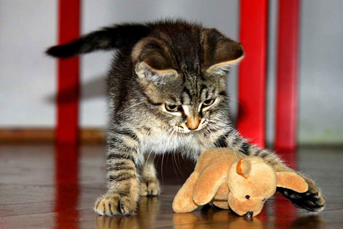 Gattino che gioca (Foto Pixabay)