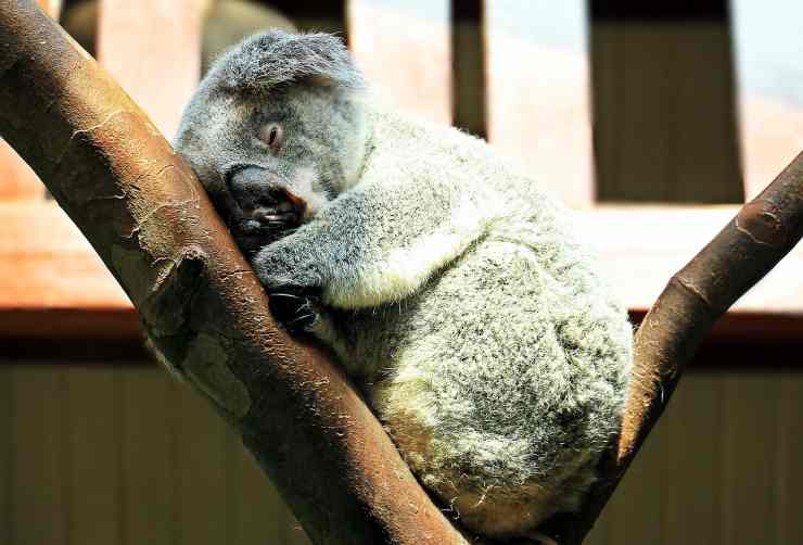 Ill koala addormentato su un albero (Foto Pixabay)