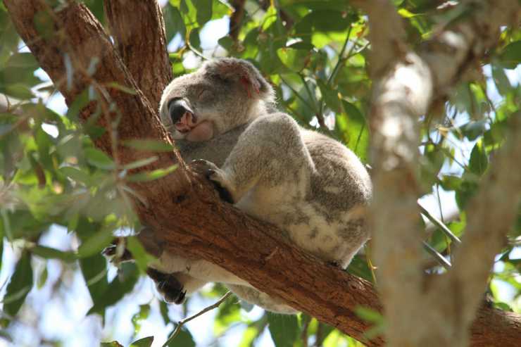 Koala nel suo habitat (Foto Pixabay)