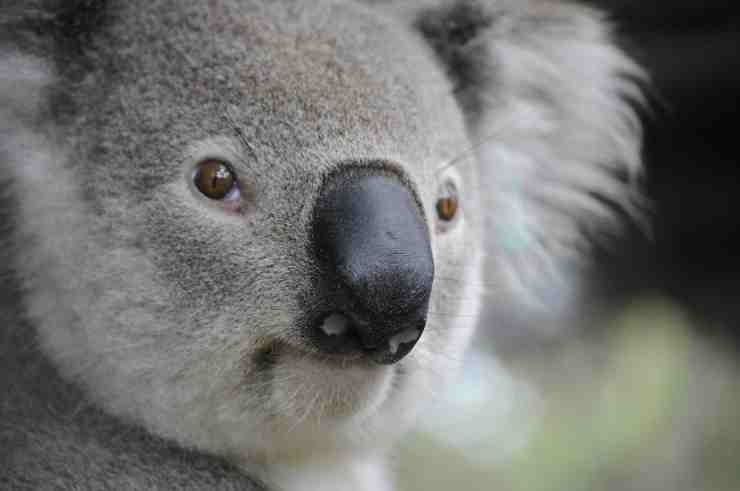 Koala in primo piano (Foto Pixabay