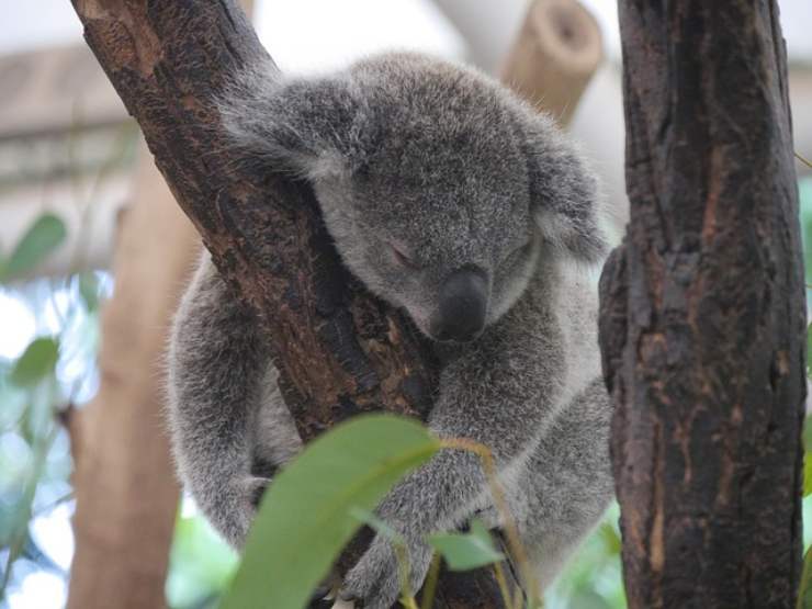 animali australiani