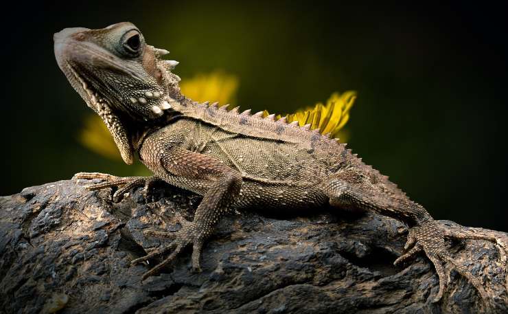 Animali a sangue caldo e freddo