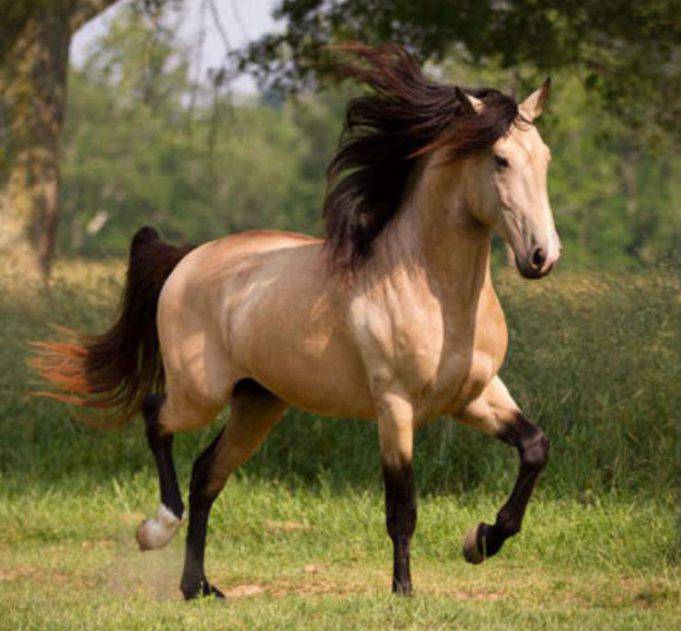 Cavalli biondi le razze equine con manto dal sauro al palomino Cavalli biondi le razze equine con manto dal sauro al palomino
