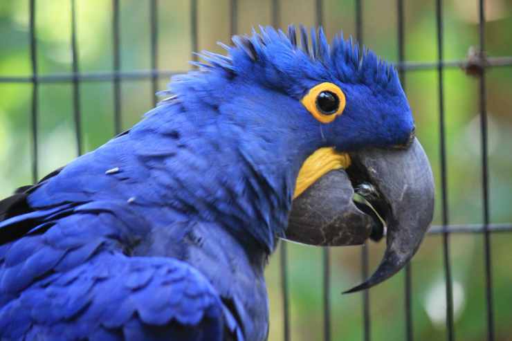 Il pappagallo in gabbia (Foto Pixabay)