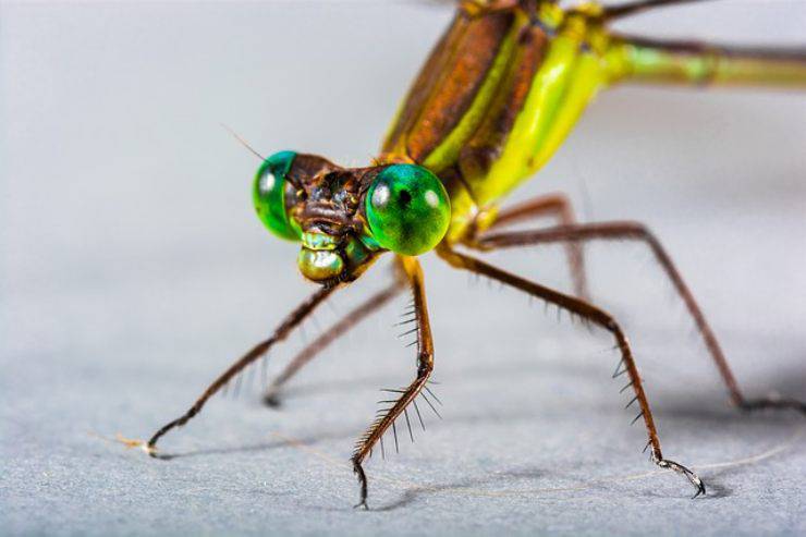 occhi della libellula