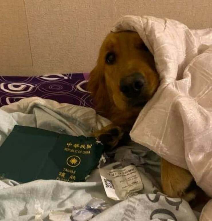 cane distrugge passaporto 