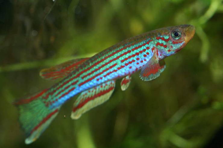 Pesce Aphyosemion australe