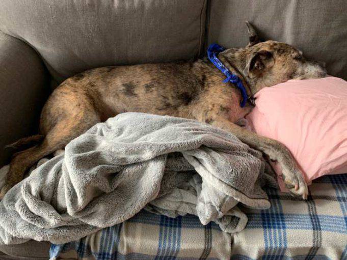 Quando il cane sta per morire: segnali e perché si allontanano dal padrone