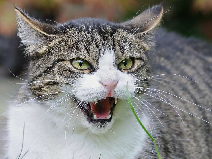 rabbia gatto può mangiare cibo umano