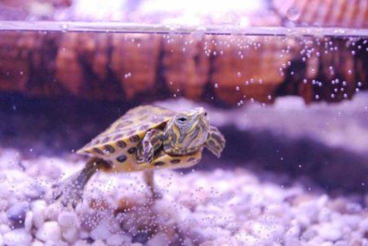 acqua rettile tartarughina