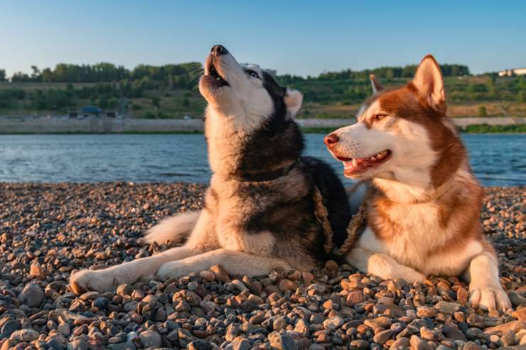 ululato del cane