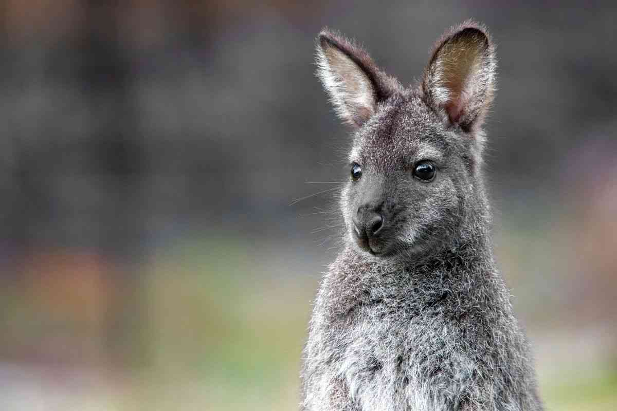 wallaby