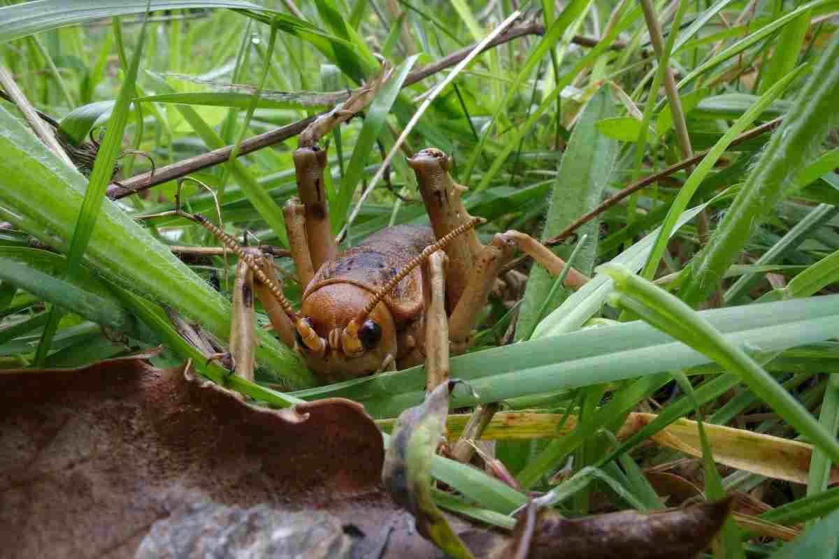 weta gigante