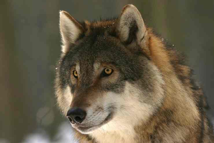 La maestosità del lupo (Foto Pixabay)