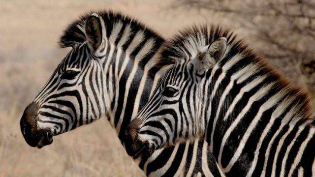 Come Si Scrive Zebra In Inglese