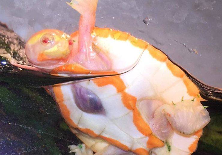 tartaruga albina cuore esterno