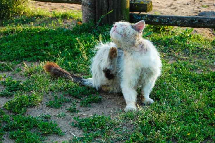 gatto perde pelo