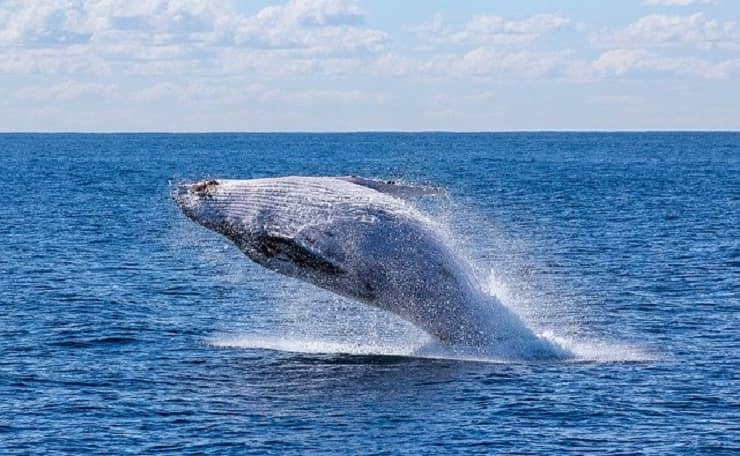 balena animali più rumorosi