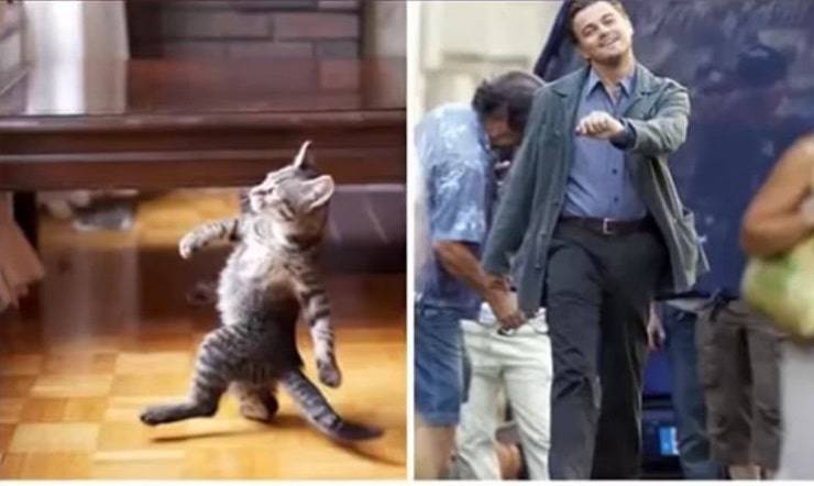 DiCaprio-gatto