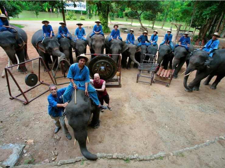 animali musicisti orchestra