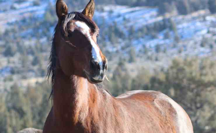 differenza cavalla o cavallo