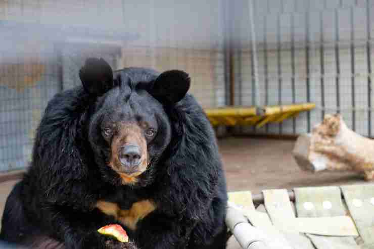 L'orso in primo piano (Foto Facebook)