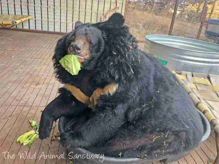 L'orso che non vuole mettersi a dieta (Foto Facebook)