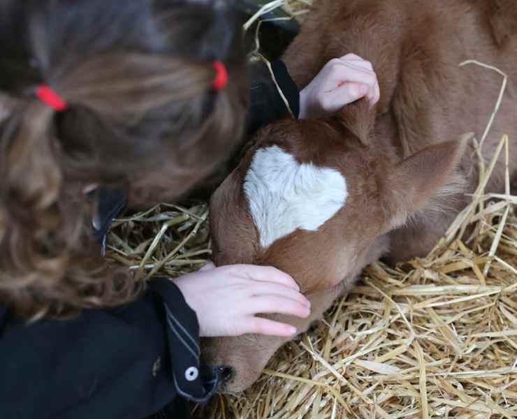 Il vitello con il cuore in testa (Foto Facebook)