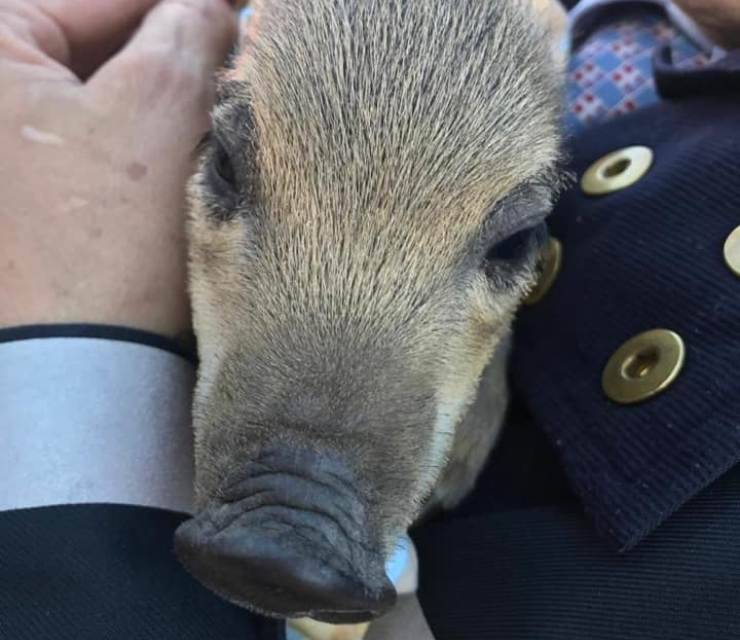 cucciolo cinghiale pericolo incendio