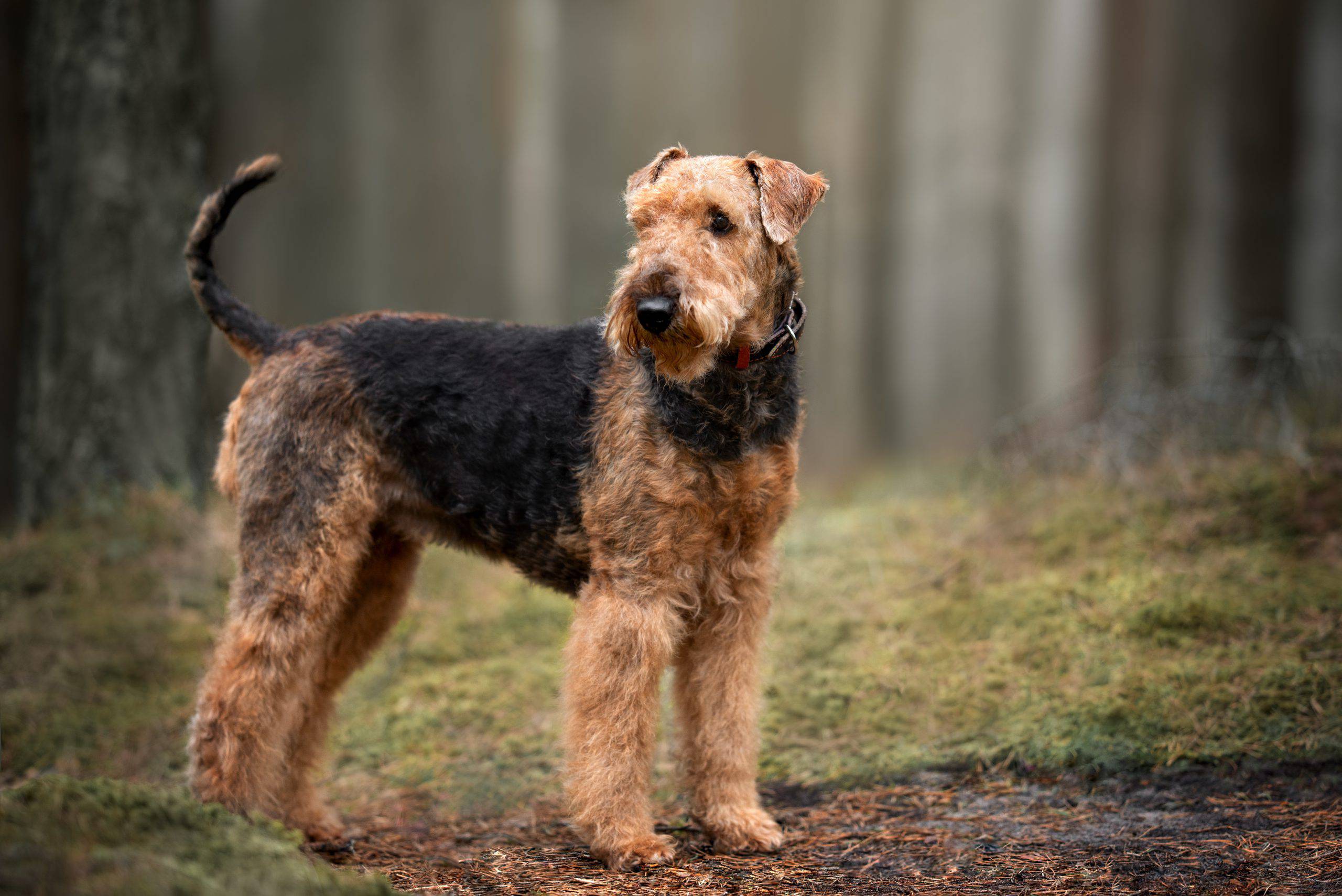 airedale terrier adulto