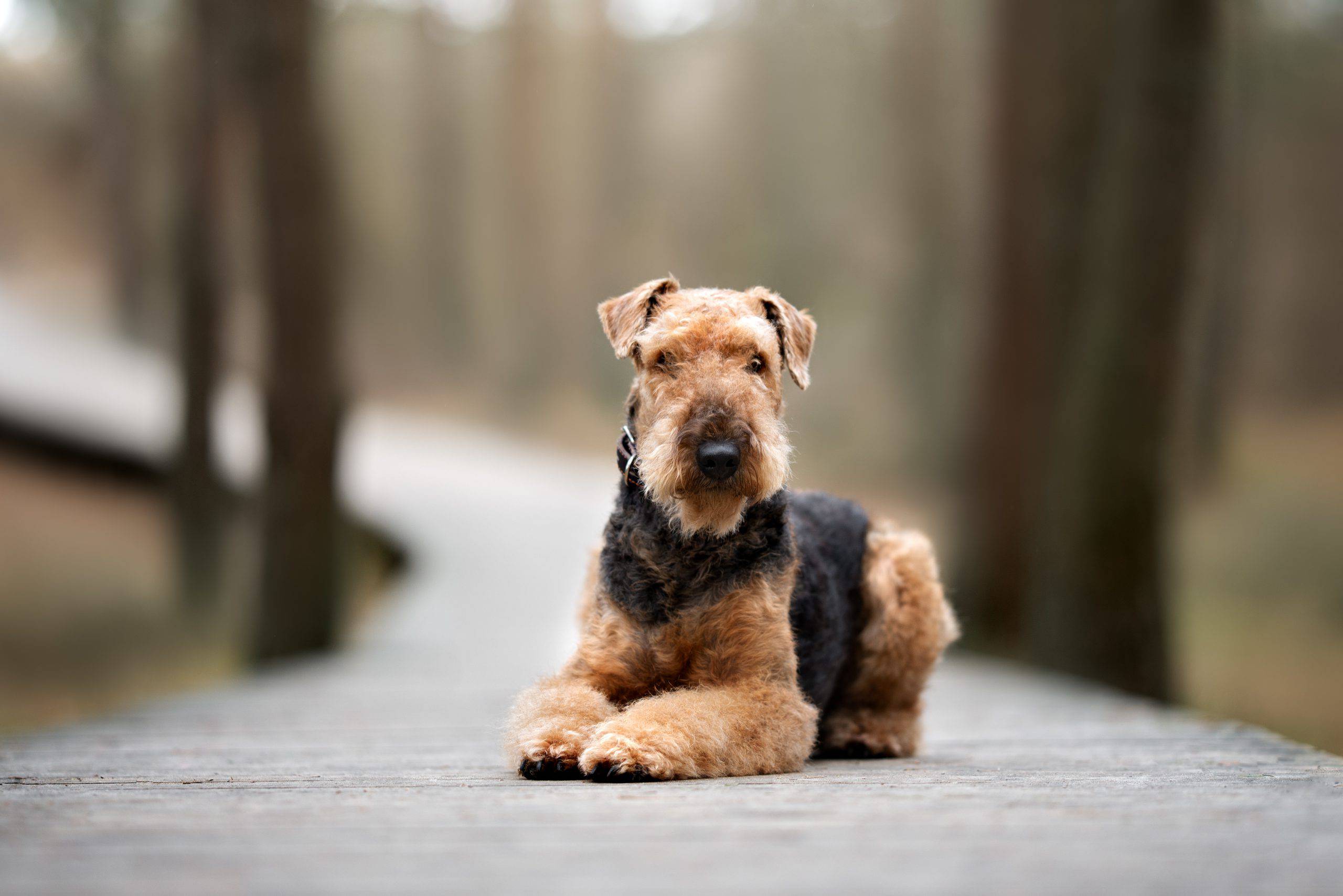 Airedale terrier cucciolo