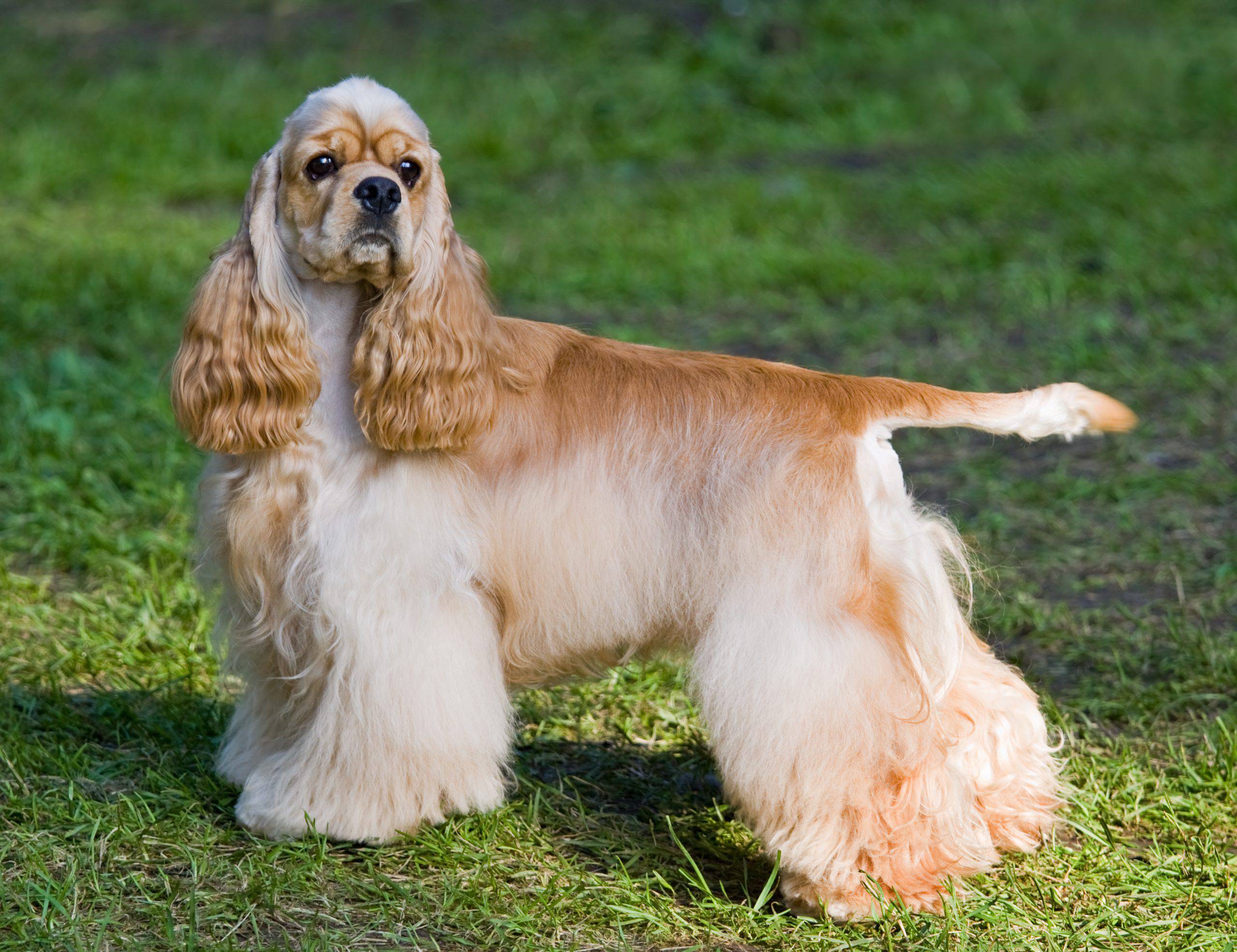 American water spaniel adulto