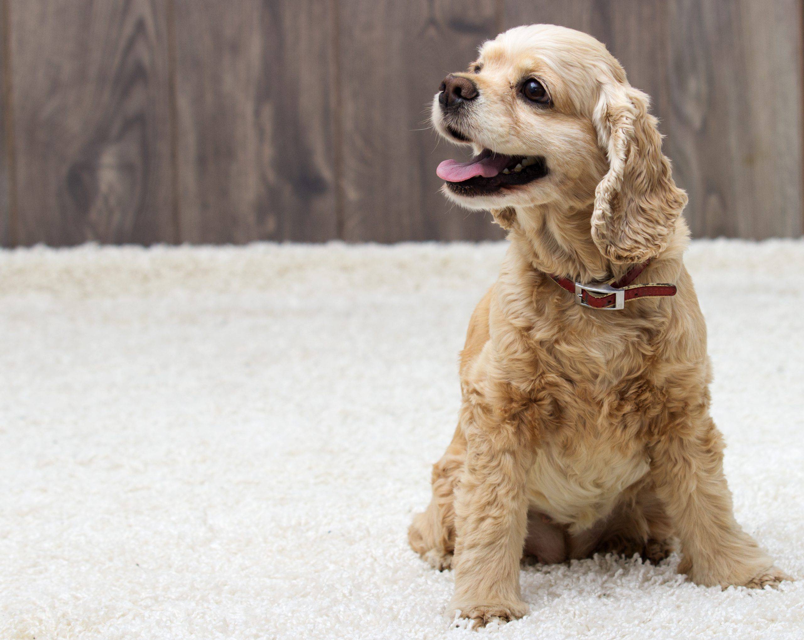 American water spaniel cucciolo