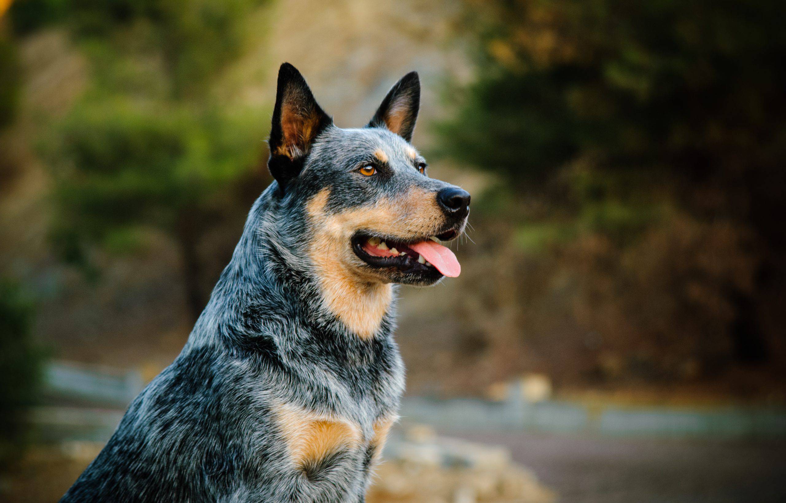 Australian Cattle Dog adulto