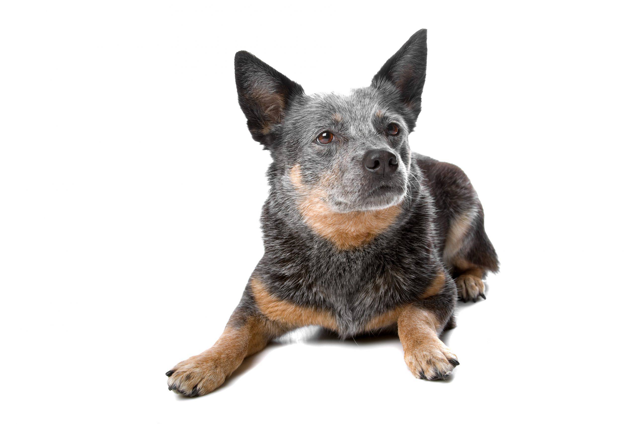 Austalian Cattledog cucciolo