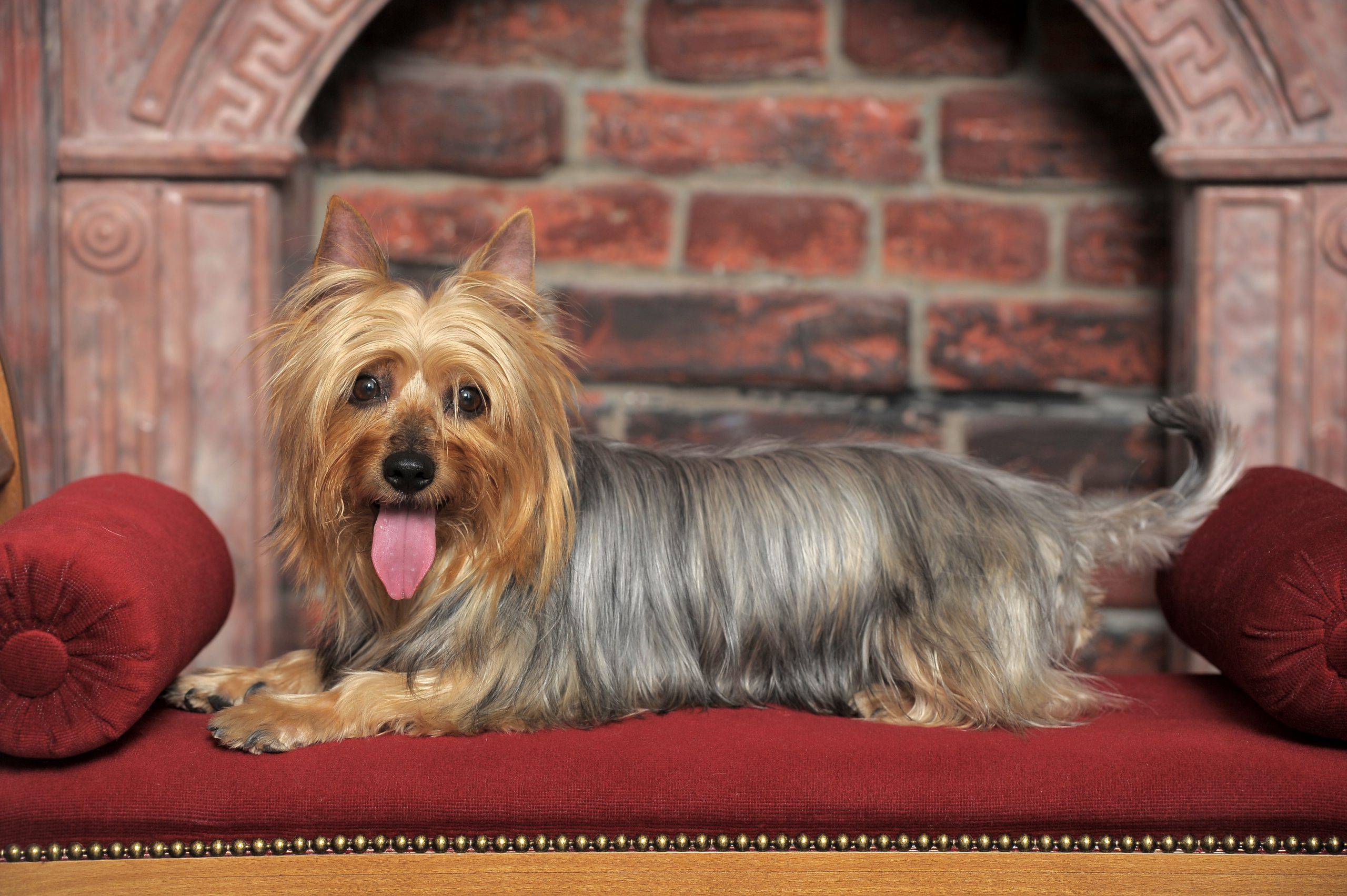 Australian Silky Terrier adulto