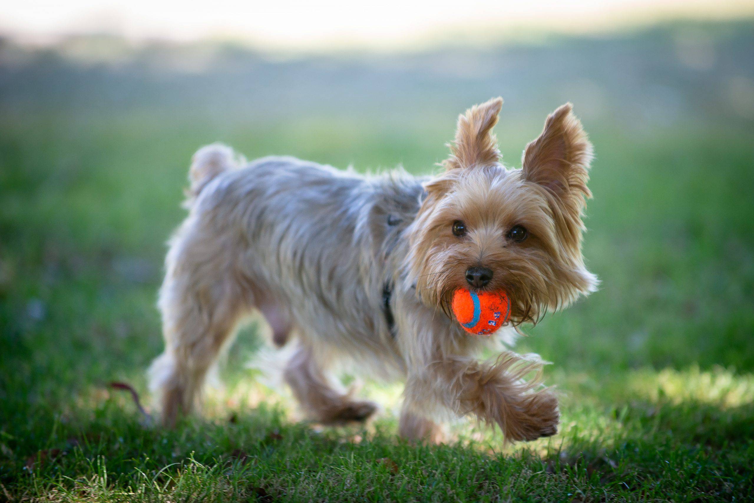 Australian Silky Terrier cucciolo