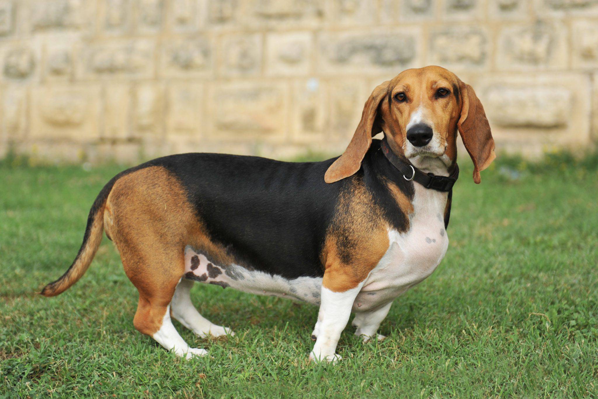 Che Razza è Il Cane Della Pubblicità Scottex