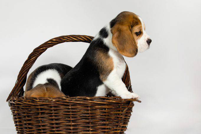 Razza Canina Molto Minuta Con Grandi Orecchie