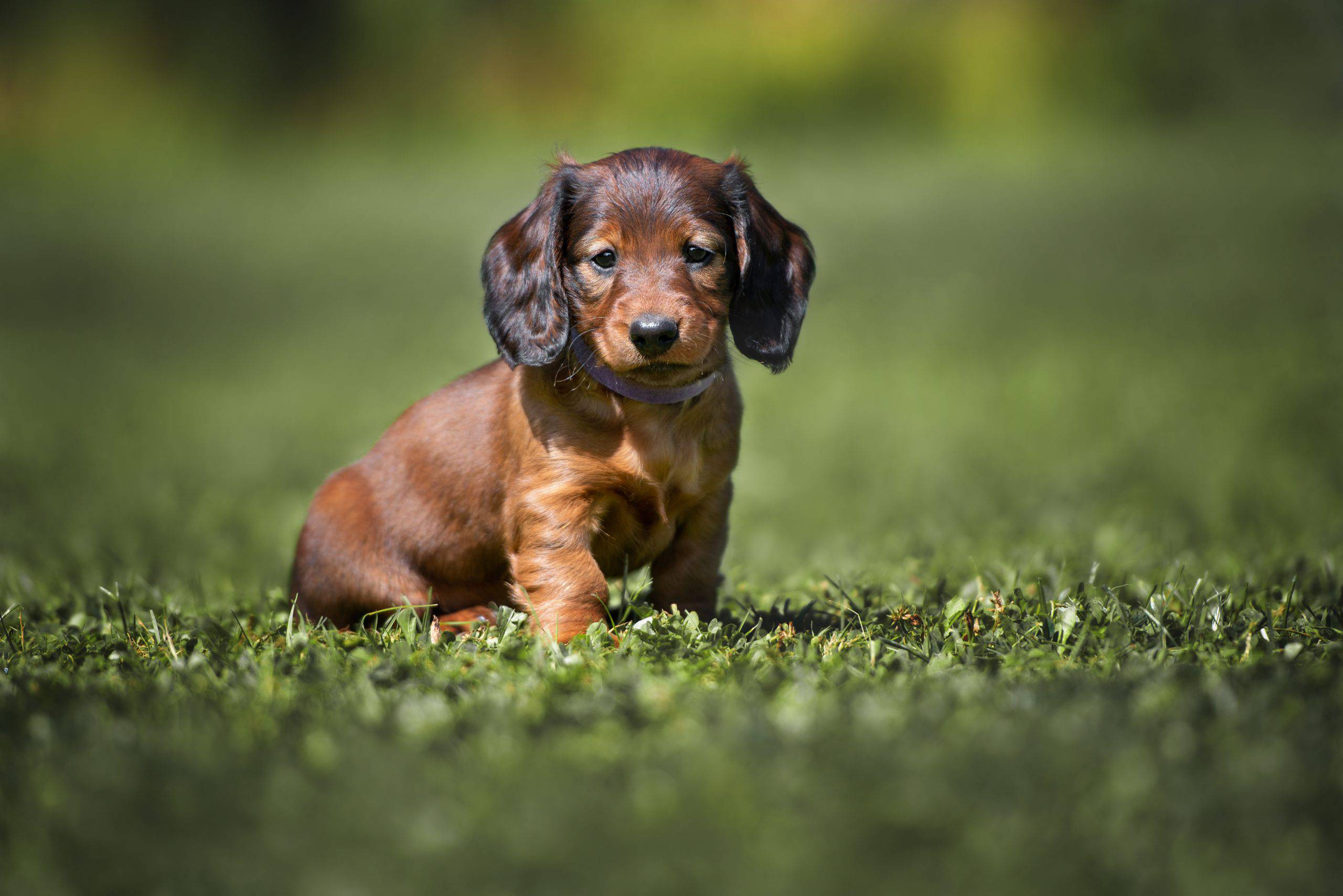 Bassotto cucciolo