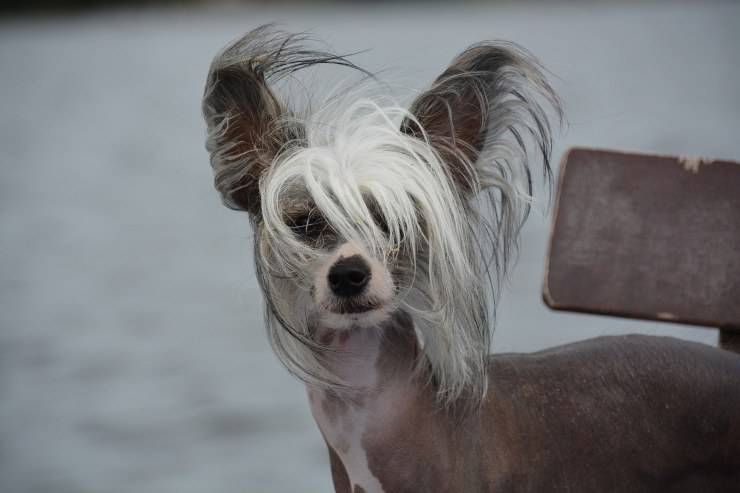 Chinese Crested Dog