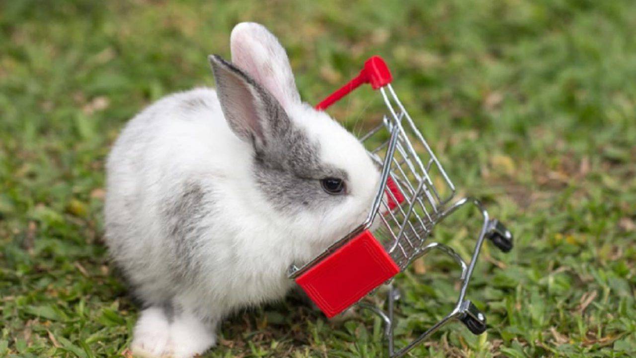 Quanto Costa Mantenere Un Coniglio Spese Ordinarie E Non