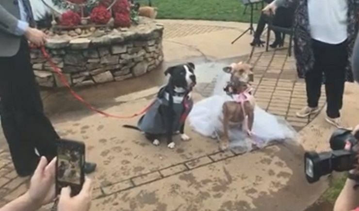 Matrimonio tra cani 