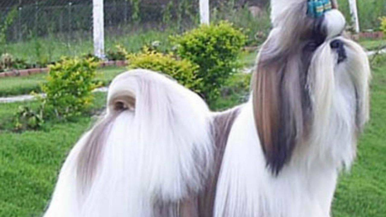 Pedigree L Origine E Il Significato Del Termine Usato Per Cani E Altri Animali